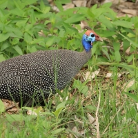 Perlica zwyczajna - Numida meleagris - Helmeted Guineafowl