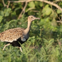 Dropik rdzawoczuby - Lophotis ruficrista - Red-crested korhaan