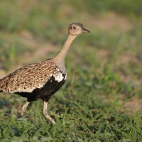 Dropik rdzawoczuby - Lophotis ruficrista - Red-crested korhaan