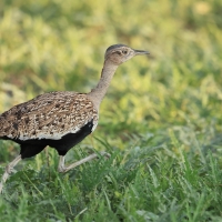 Dropik rdzawoczuby - Lophotis ruficrista - Red-crested korhaan