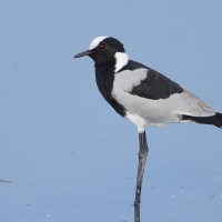 Czajka srokata - Vanellus armatus - Blacksmith Lapwing