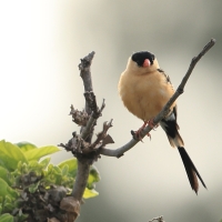 Wdówka królewska - Vidua regia - Shaft-tailed Whydah