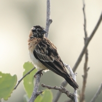Wdówka królewska - Vidua regia - Shaft-tailed Whydah