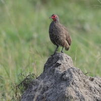 Szponiastonóg brunatny - Pternistis swainsonii - Swainson's Francolin
