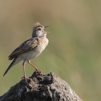 Skowroniec sawannowy - Mirafra africana - Rufous-naped Lark