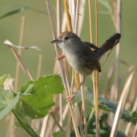 Chwastówka rechocząca - Cisticola chiniana - Rattling Cisticola