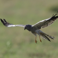 Błotniak łąkowy - Circus pygargus - Montagu's Harrier