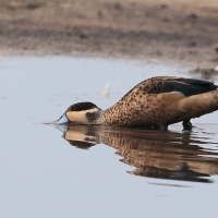 Srebrzanka hotentocka - Anas hottentota - Hottentot Teal
