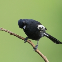 Sikora czarna - Melaniparus niger - Southern Black Tit