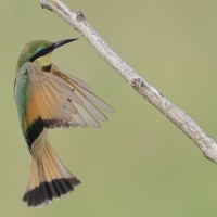 Żołna mała - Merops pusillus - Little Bee-eater