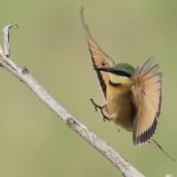 Żołna mała - Merops pusillus - Little Bee-eater