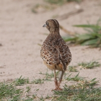 Przepiórnik zwyczajny - Turnix sylvaticus  - Common Buttonquail