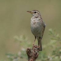Świergotek cynamonowy - Anthus cinnamomeus - African Pipit