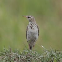 Świergotek cynamonowy - Anthus cinnamomeus - African Pipit