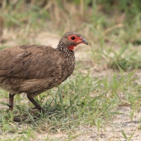 Szponiastonóg brunatny - Pternistis swainsonii - Swainson's Francolin