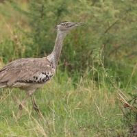 Drop olbrzymi - Ardeotis kori - Kori Bustard