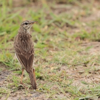 Świergotek cynamonowy - Anthus cinnamomeus - African Pipit