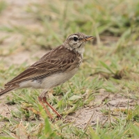 Świergotek cynamonowy - Anthus cinnamomeus - African Pipit