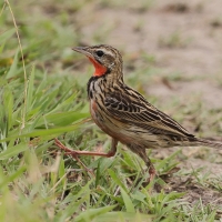 Szponnik różowogardły - Macronyx ameliae - Rosy-throated Longclaw