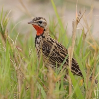 Szponnik różowogardły - Macronyx ameliae - Rosy-throated Longclaw