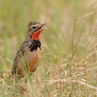 Szponnik różowogardły - Macronyx ameliae - Rosy-throated Longclaw