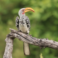 Toko czerwonolicy - Tockus leucomelas - Southern Yellow-billed Hornbill