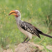 Toko czerwonolicy - Tockus leucomelas - Southern Yellow-billed Hornbill