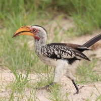 Toko czerwonolicy - Tockus leucomelas - Southern Yellow-billed Hornbill