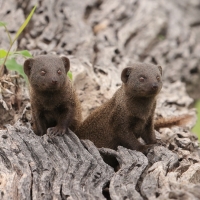 Mangusteczka karłowata