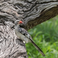 Toko buszmeński - Tockus rufirostris - Southern red-billed hornbill