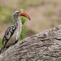 Toko buszmeński - Tockus rufirostris - Southern red-billed hornbill