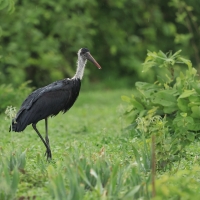 Bocian białoszyi - Ciconia episcopus - Woolly-necked Stork