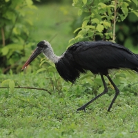 Bocian białoszyi - Ciconia episcopus - Woolly-necked Stork