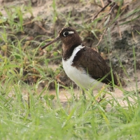 Złotosłonka bengalska - Rostratula benghalensis - Greater Painted-snipe