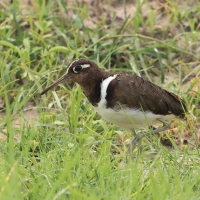 Złotosłonka bengalska - Rostratula benghalensis - Greater Painted-snipe