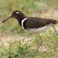 Złotosłonka bengalska - Rostratula benghalensis - Greater Painted-snipe