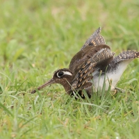 Złotosłonka bengalska - Rostratula benghalensis - Greater Painted-snipe