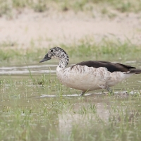 Dziwonos - Sarkidiornis melanotos - Comb Duck
