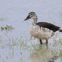 Dziwonos - Sarkidiornis melanotos - Comb Duck