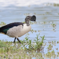 Dziwonos - Sarkidiornis melanotos - Comb Duck