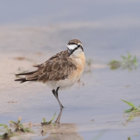 Sieweczka piaskowa - Charadrius pecuarius - Kittlitz's Plover