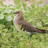Żwirowiec stepowy - Glareola nordmanni - Black-winged pratincole