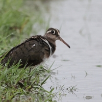 Złotosłonka bengalska - Rostratula benghalensis - Greater Painted-snipe
