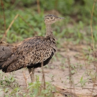 Dropik rdzawoczuby - Lophotis ruficrista - Red-crested korhaan