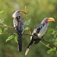 Toko czerwonolicy - Tockus leucomelas - Southern Yellow-billed Hornbill