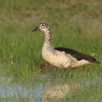 Dziwonos - Sarkidiornis melanotos - Comb Duck