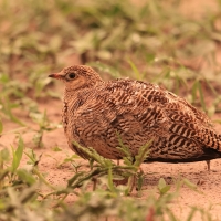 Stepówka dwuwstęgowa - Pterocles bicinctus - Double-banded Sandgrouse