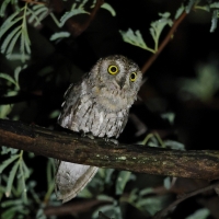 Syczek afrykański - Otus senegalensis - African Scops Owl