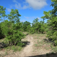 Droga z Savuti do Moremi- drzewa mopane