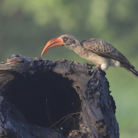 Toko ciemny - Lophoceros bradfieldi - Bradfield's hornbill